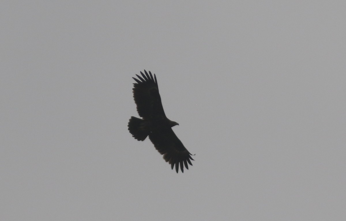 Greater Spotted Eagle - ML423534421