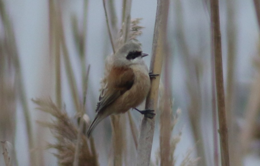 Rémiz penduline - ML423534471