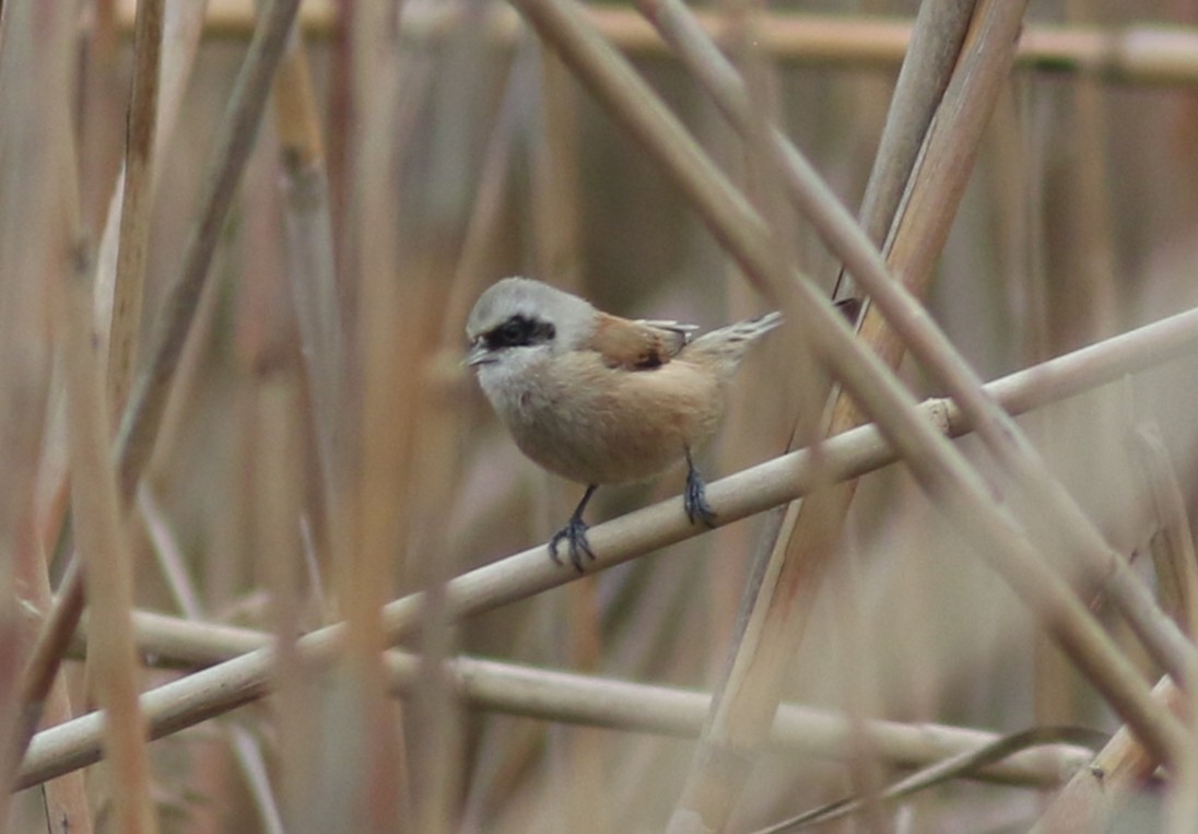 Eurasian Penduline-Tit - ML423534481