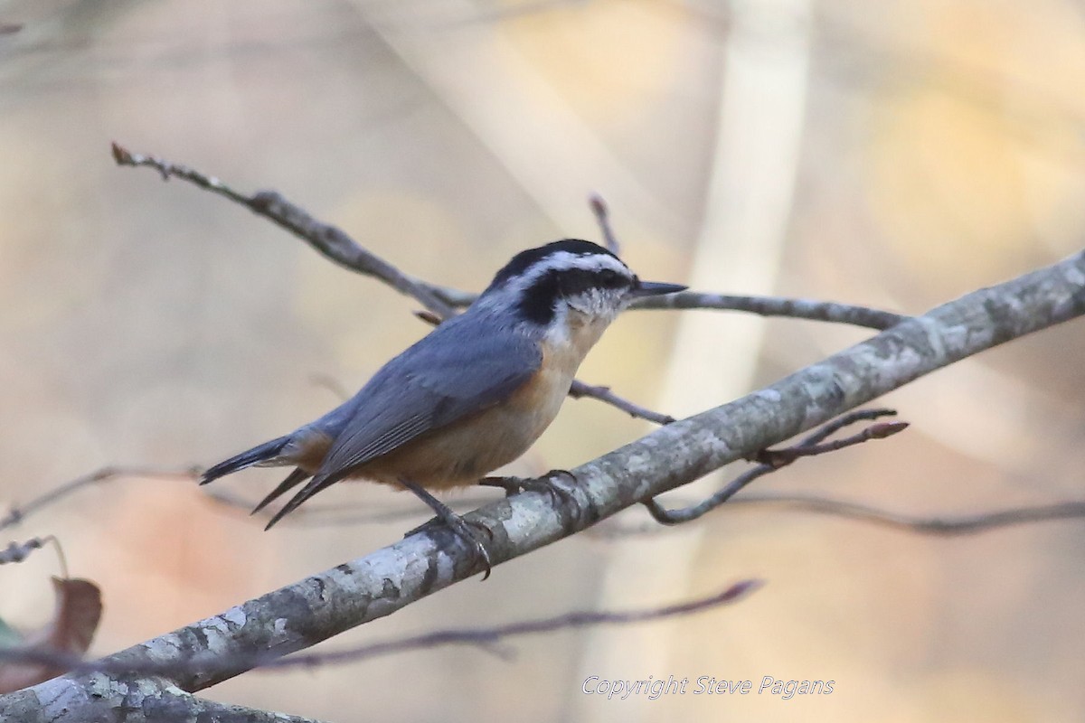 Red-breasted Nuthatch - ML42353631