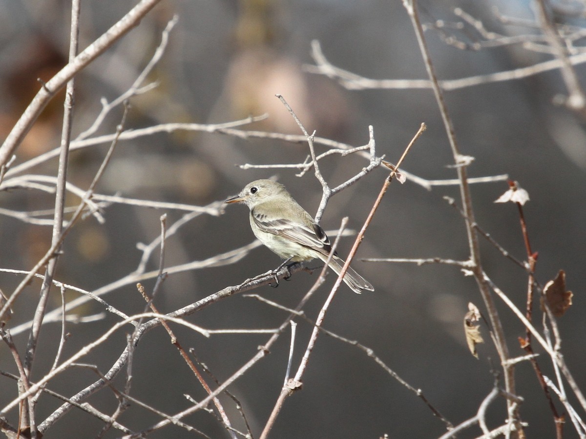 Gray Flycatcher - Shawn Jarvinen