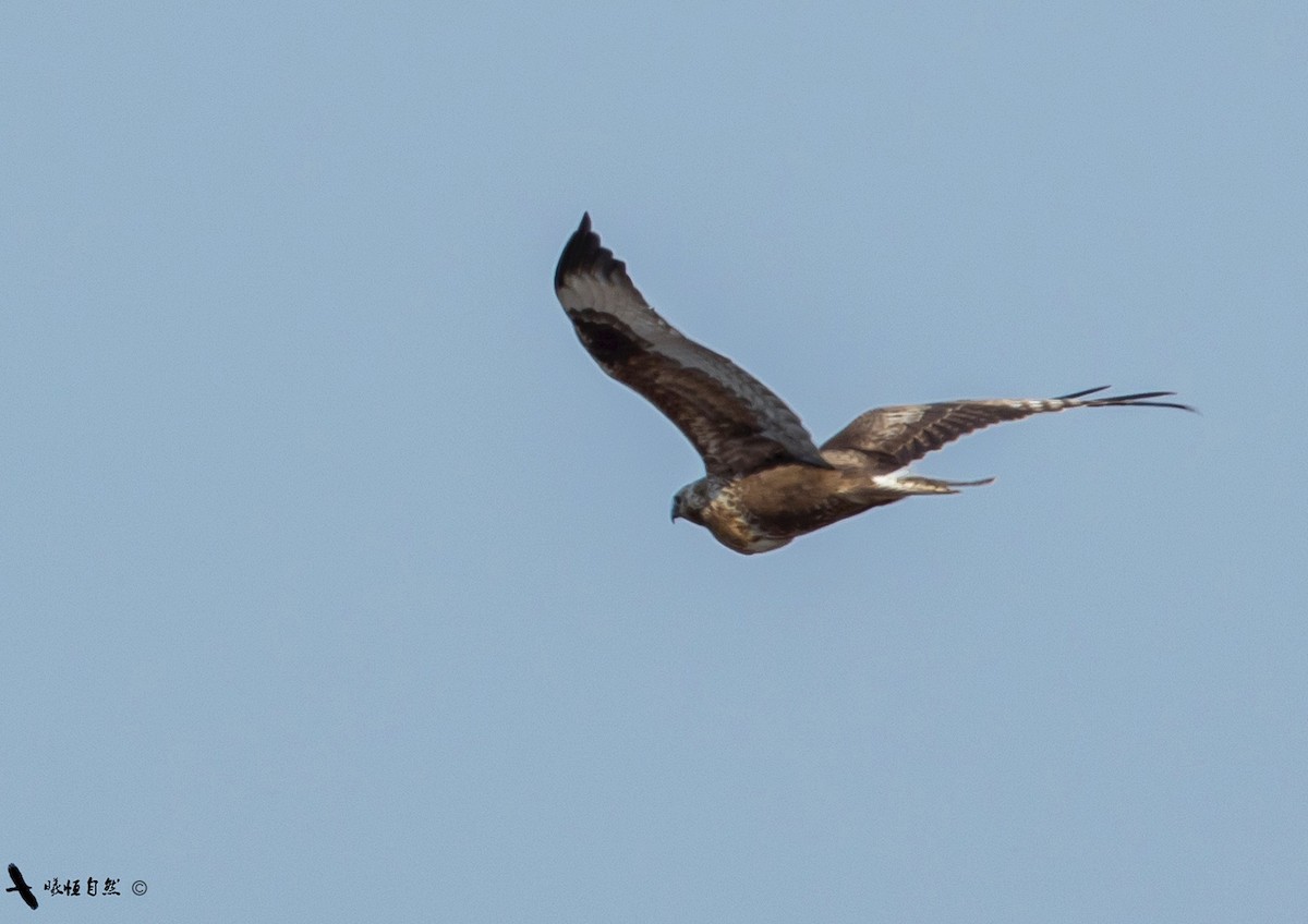 Upland Buzzard - 浙江 重要鸟讯汇整