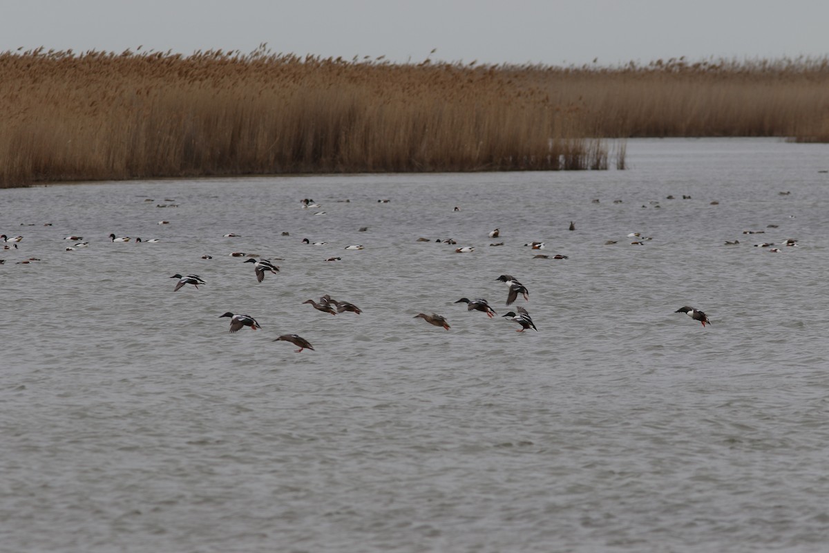 Northern Shoveler - ML423537971