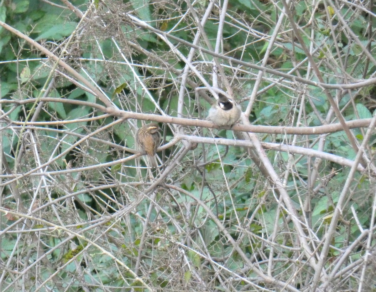 Pink-browed Rosefinch - ML423537991