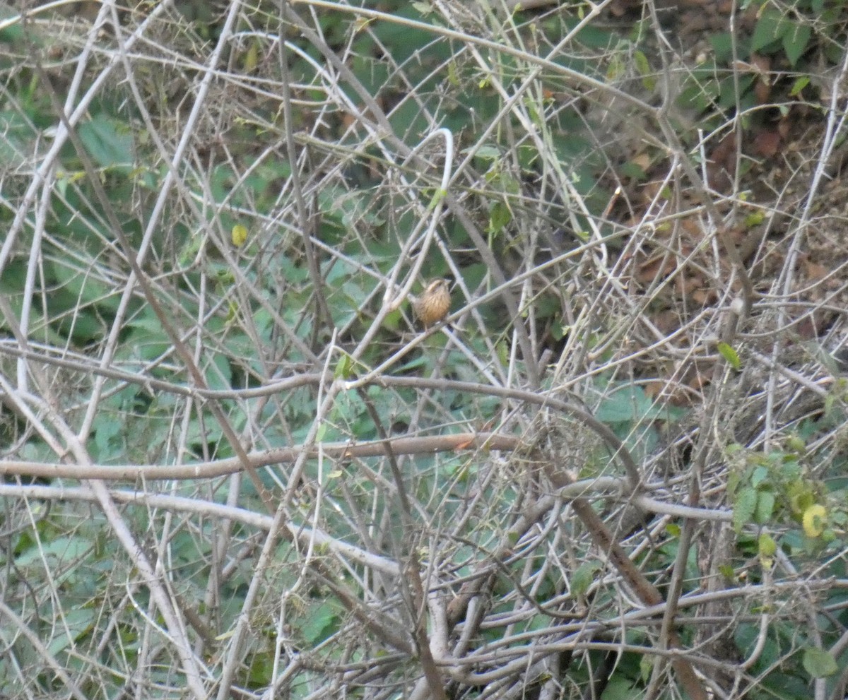 Pink-browed Rosefinch - ML423538001