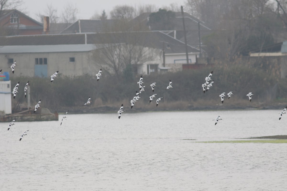 Avocette élégante - ML423538071