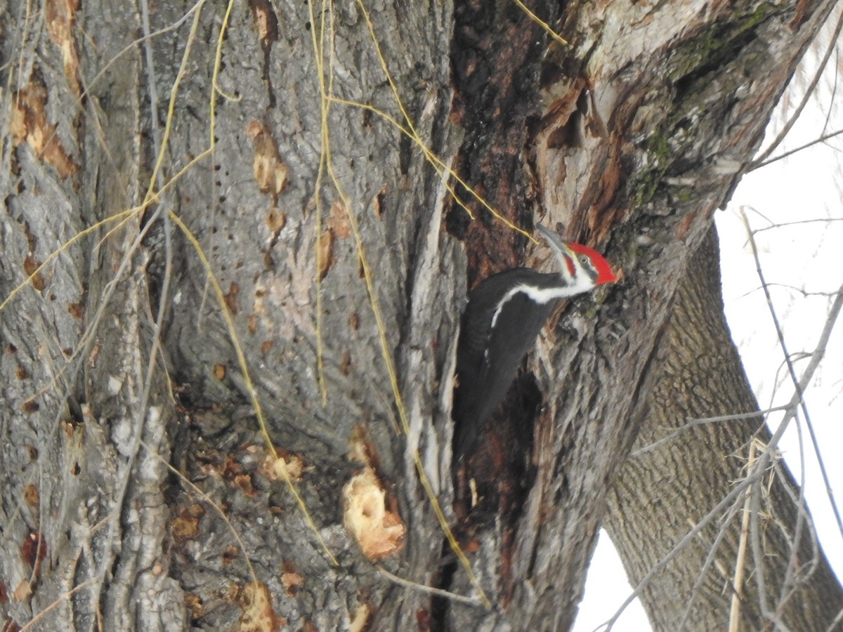 Pileated Woodpecker - Jean Lemoyne