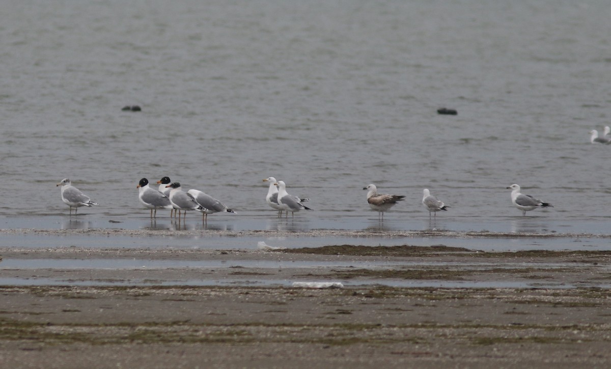 Pallas's Gull - ML423538161