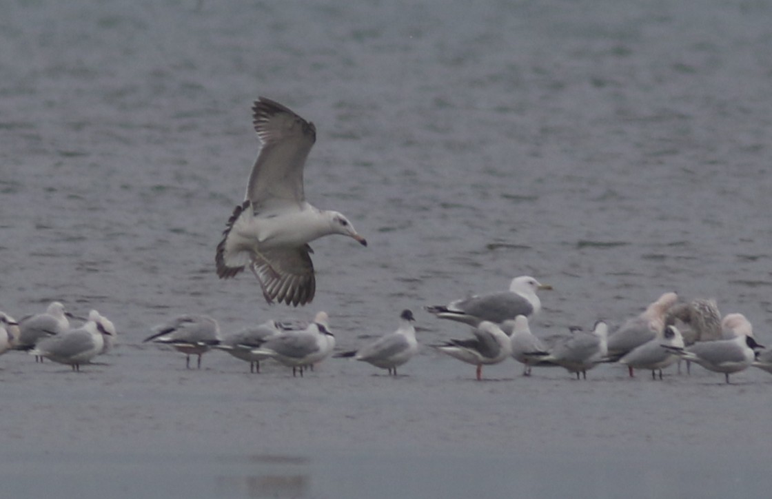 Pallas's Gull - ML423538171