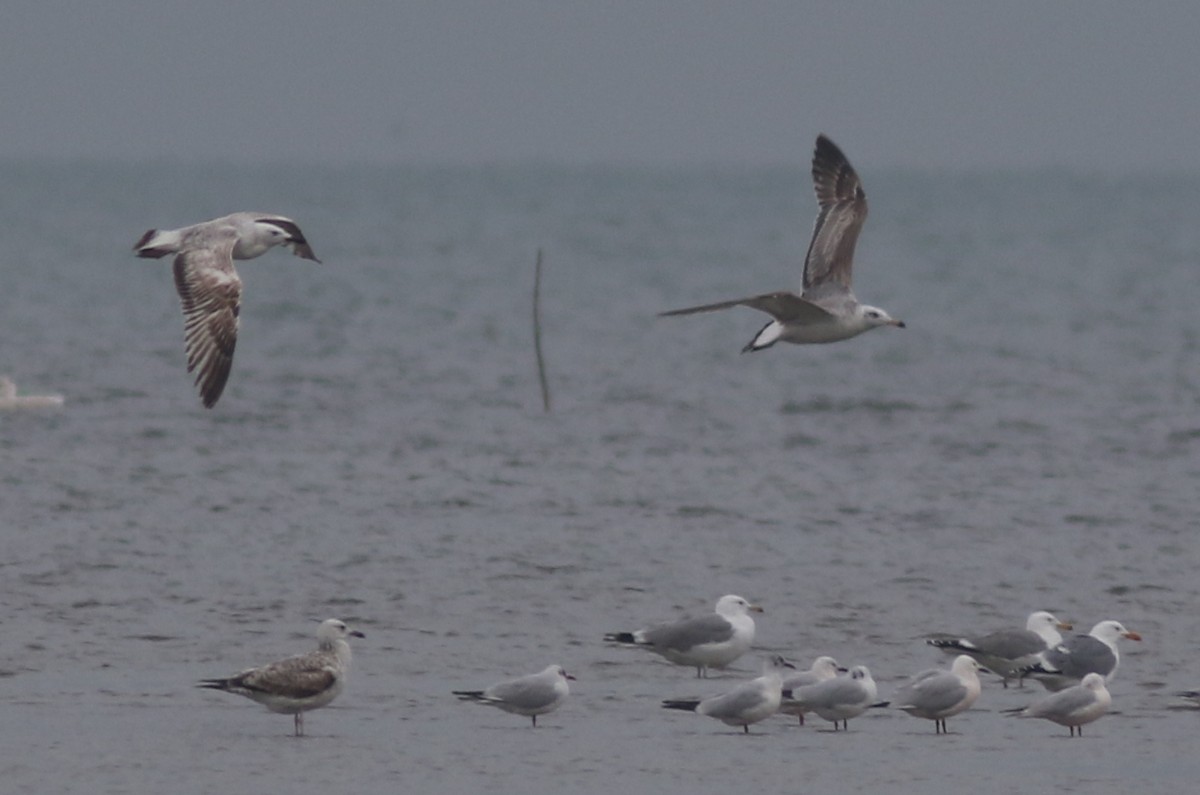 Pallas's Gull - ML423538181