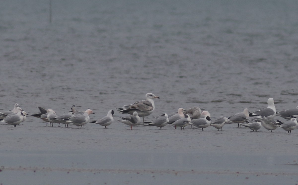 Pallas's Gull - ML423538191