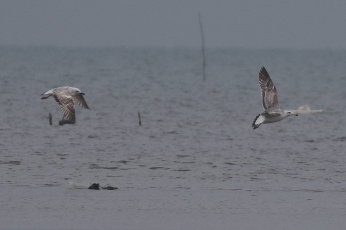 Pallas's Gull - ML423538201