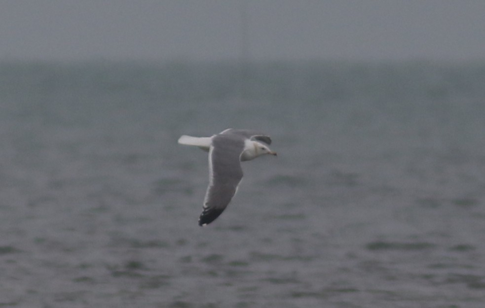 Armenian Gull - ML423538211