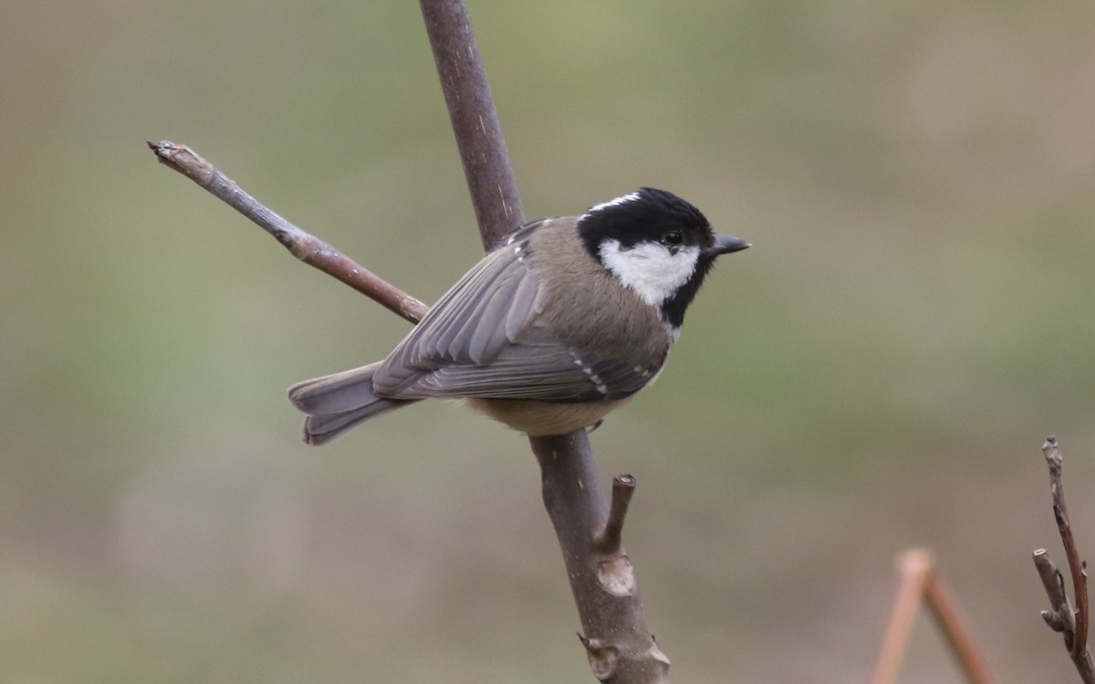 ירגזי שחור - ML423538311