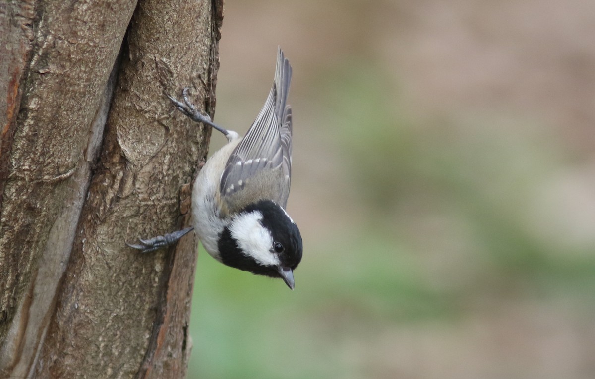 Mésange noire - ML423538341