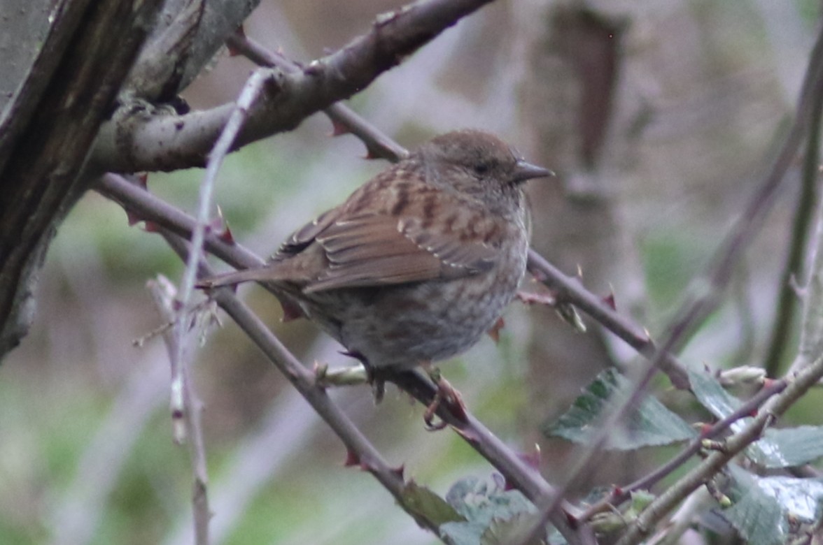 Dunnock - Peter Alfrey