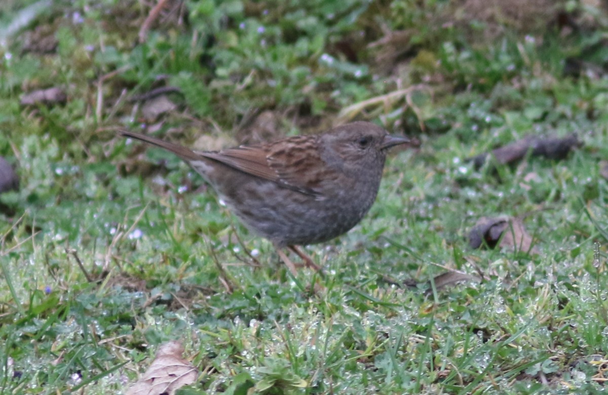 Dunnock - Peter Alfrey