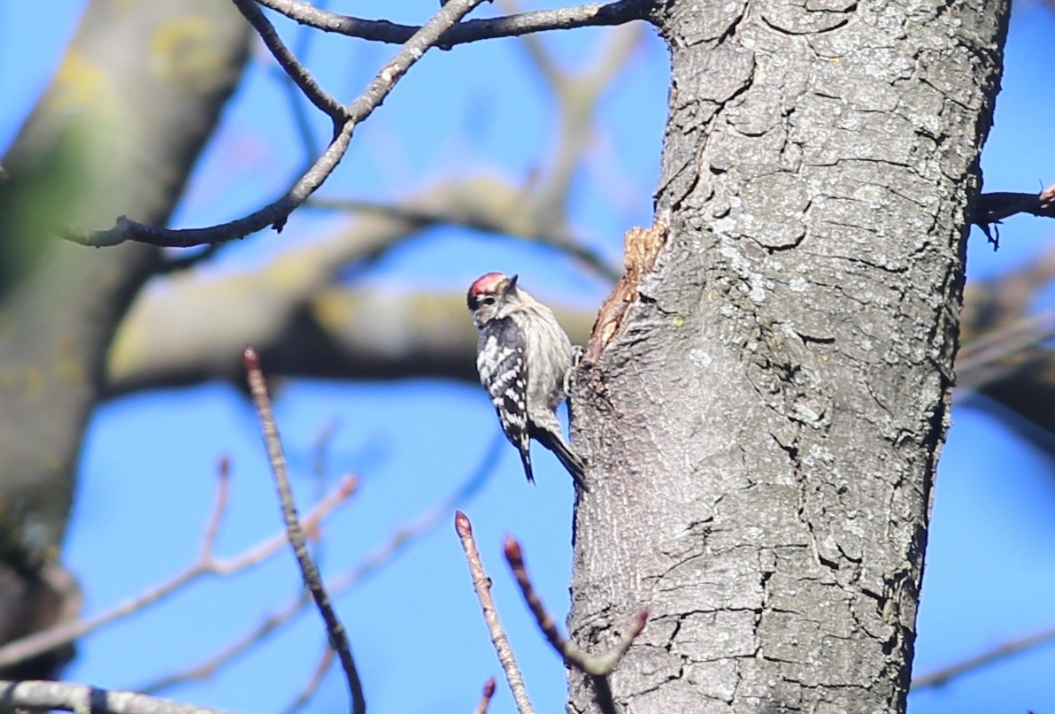 Lesser Spotted Woodpecker - ML423538451
