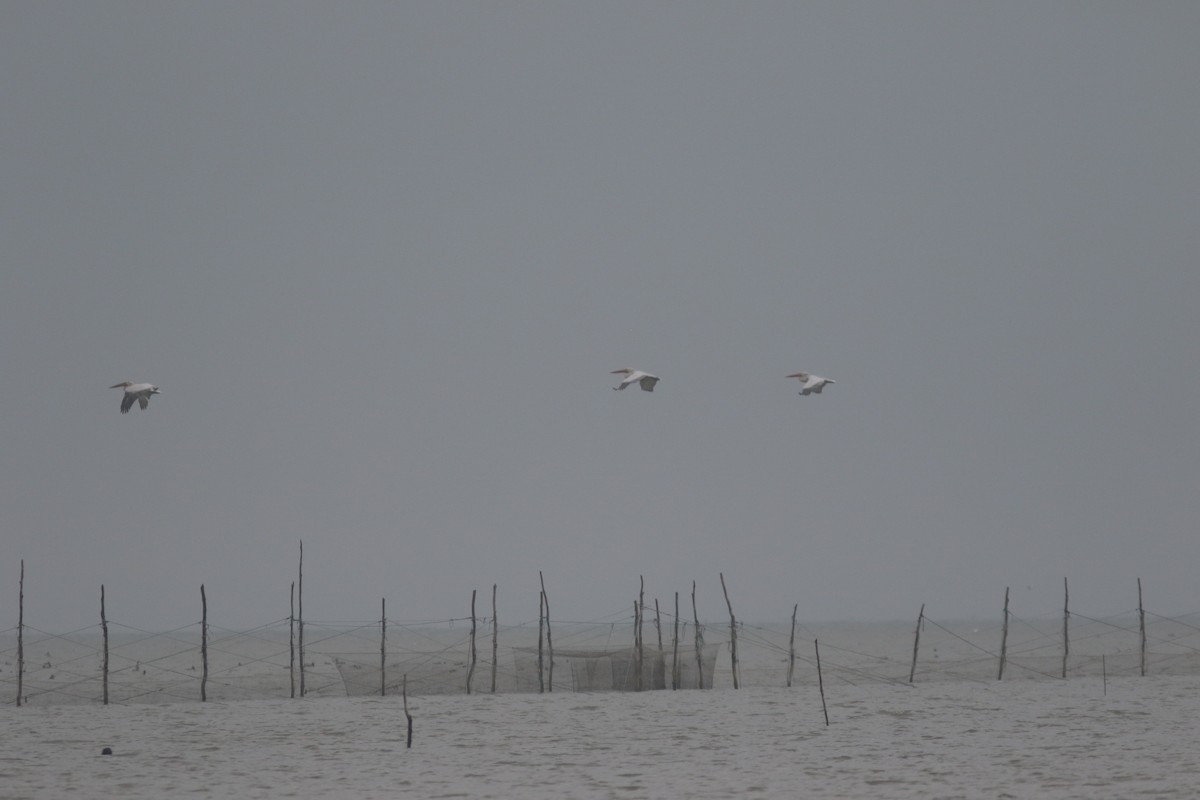 Dalmatian Pelican - ML423538571