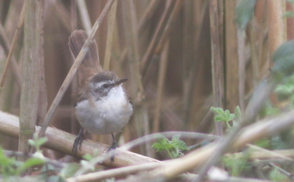 Moustached Warbler - ML423538771