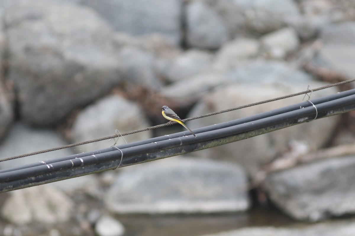 Gray Wagtail - ML423539201