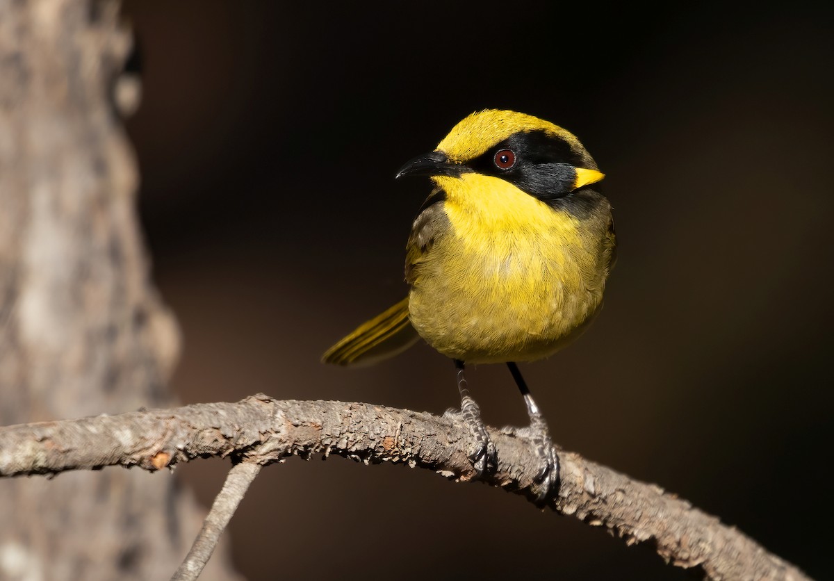 Yellow-tufted Honeyeater - David Ongley