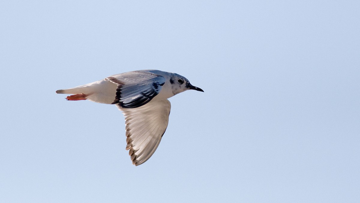 Bonaparte's Gull - Rodney Baker