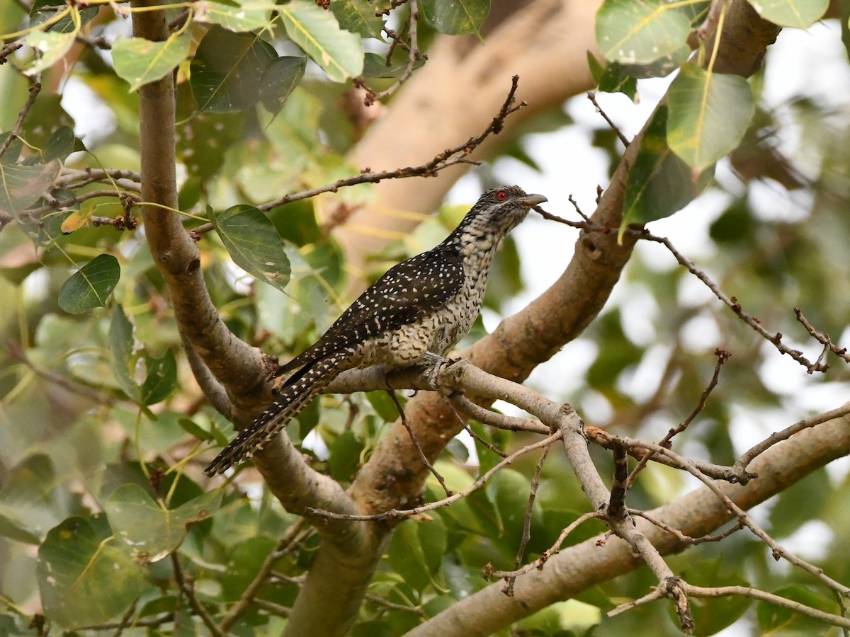 Asian Koel - ML423543971