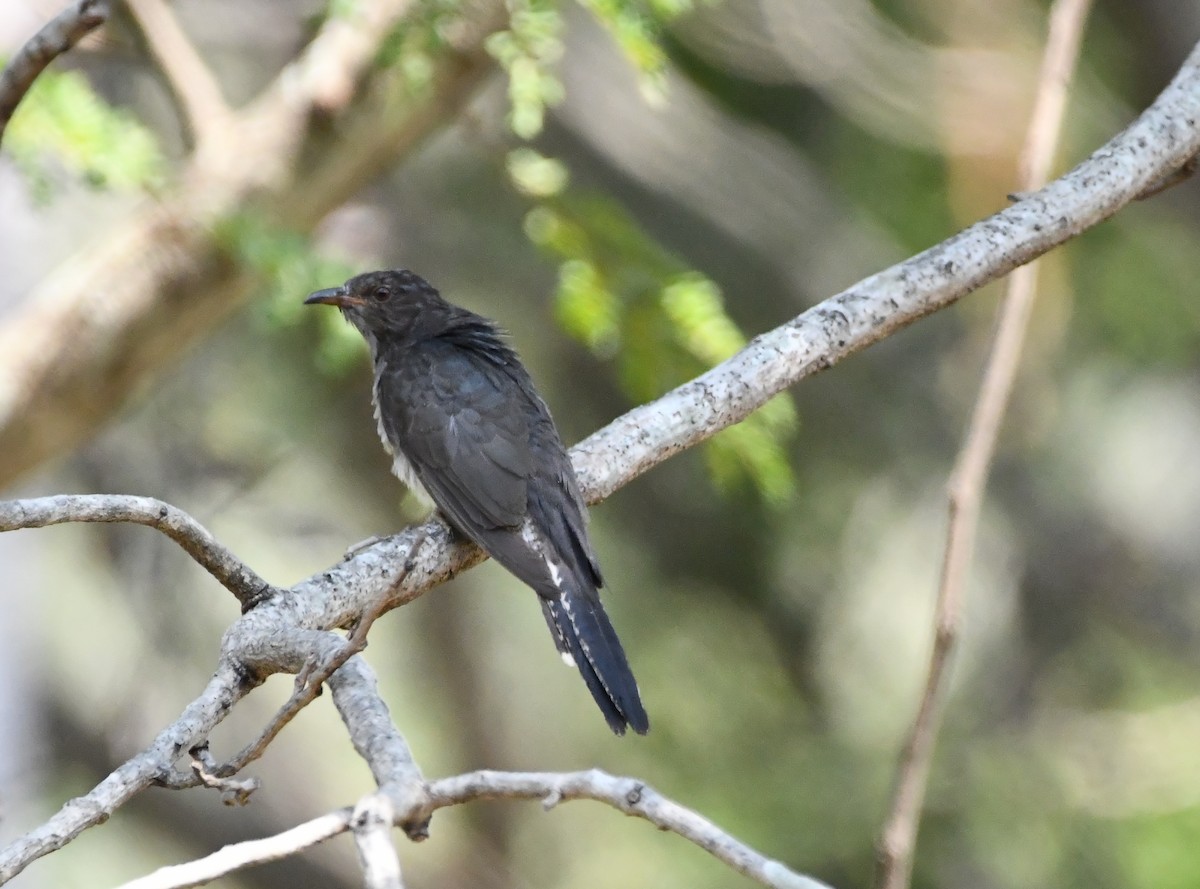 Gray-bellied Cuckoo - ML423544031