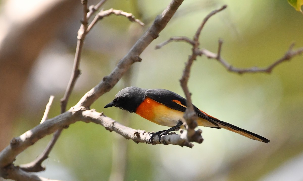 Small Minivet - ML423544111