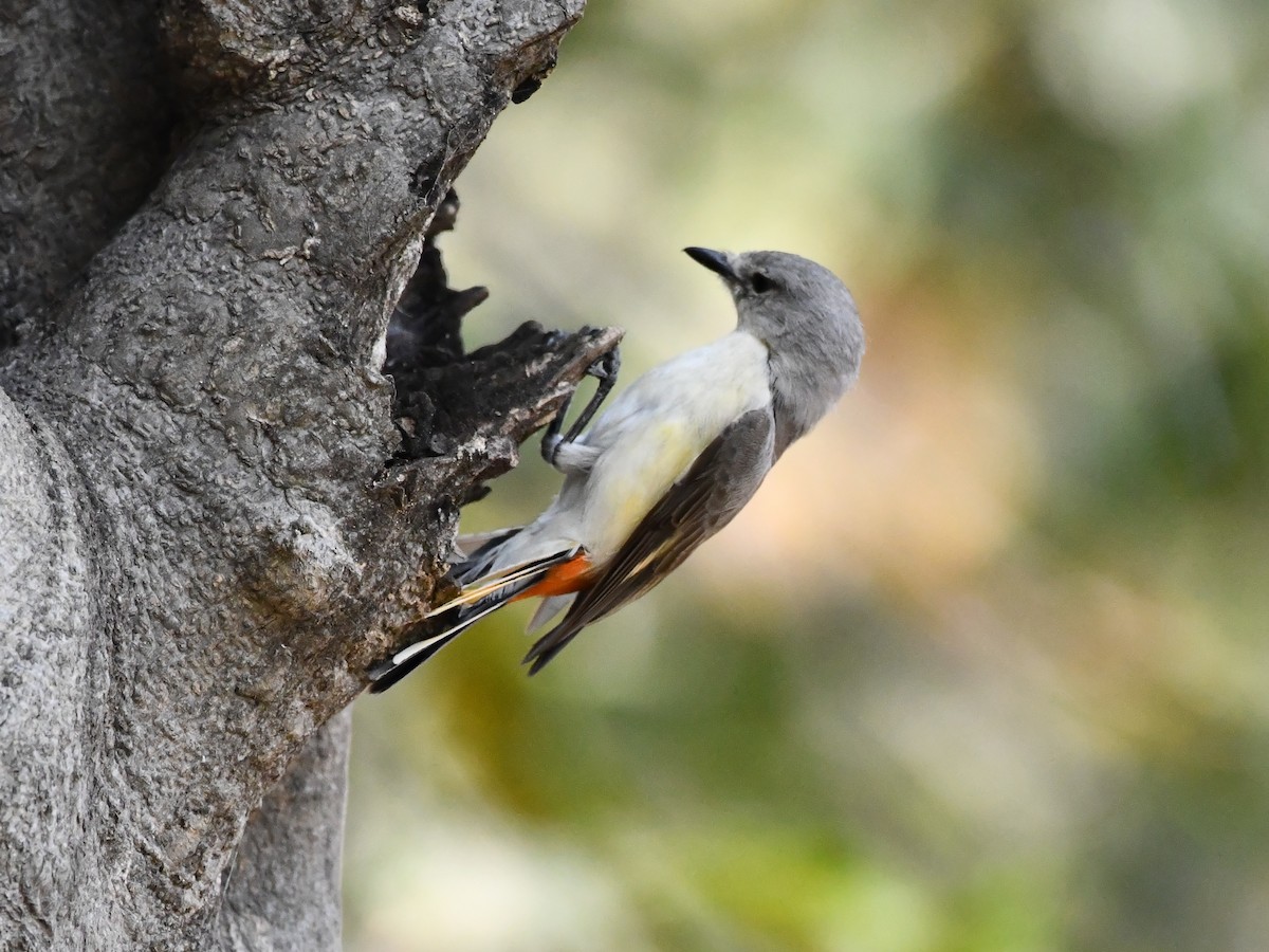 Small Minivet - ML423544131