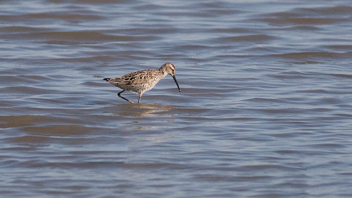 Stilt Sandpiper - ML423544171