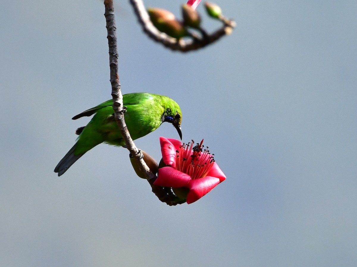 Jerdon's Leafbird - ML423544691
