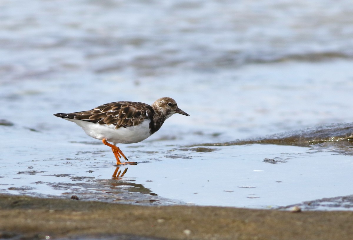 Ruddy Turnstone - Vicki Stokes