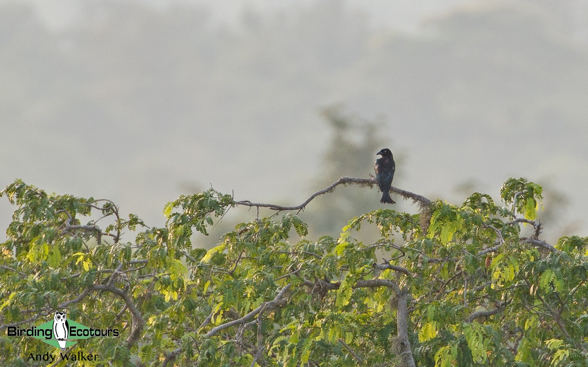 Hair-crested Drongo (Javan) - ML423546961