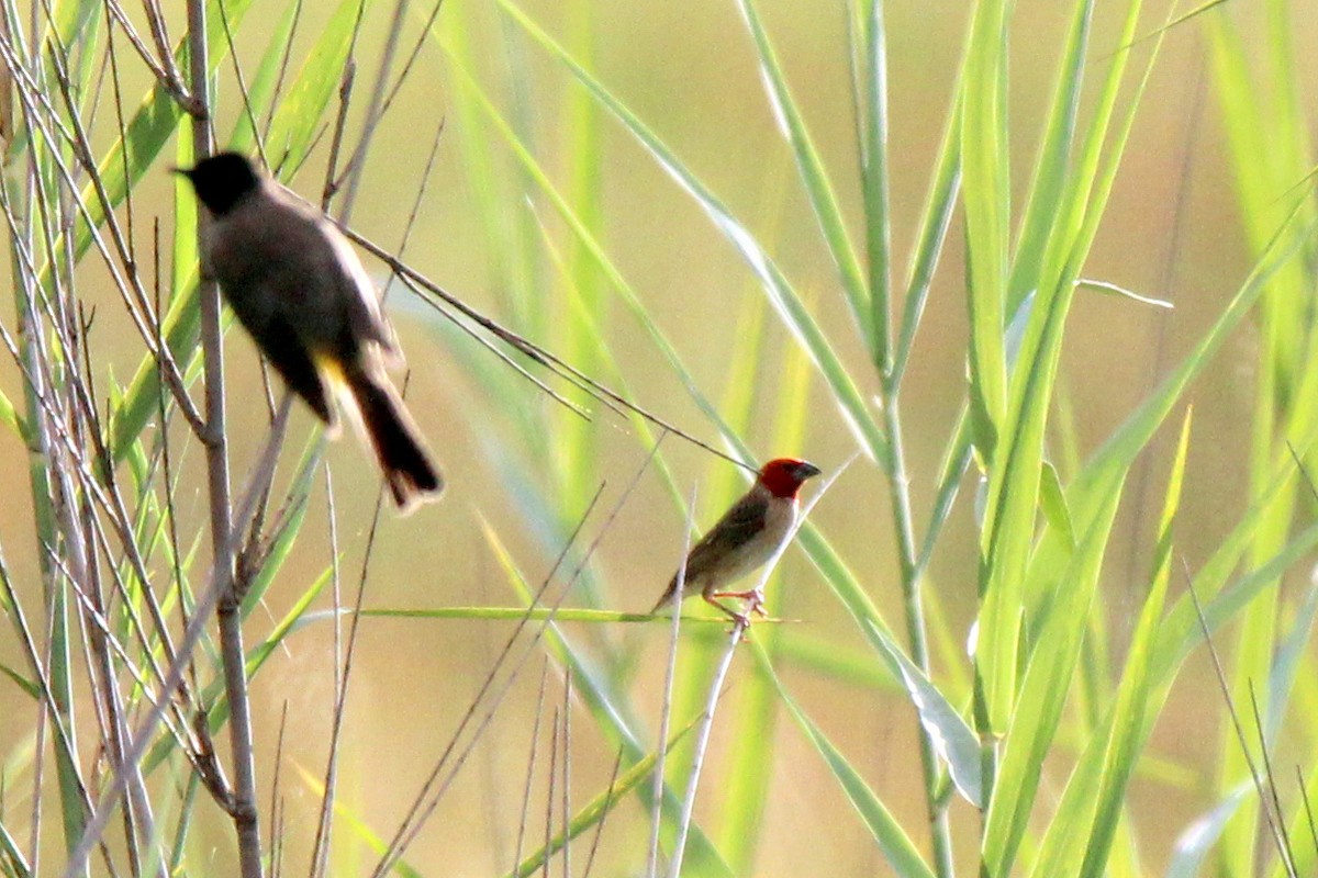 Red-headed Quelea - 少杰 郦