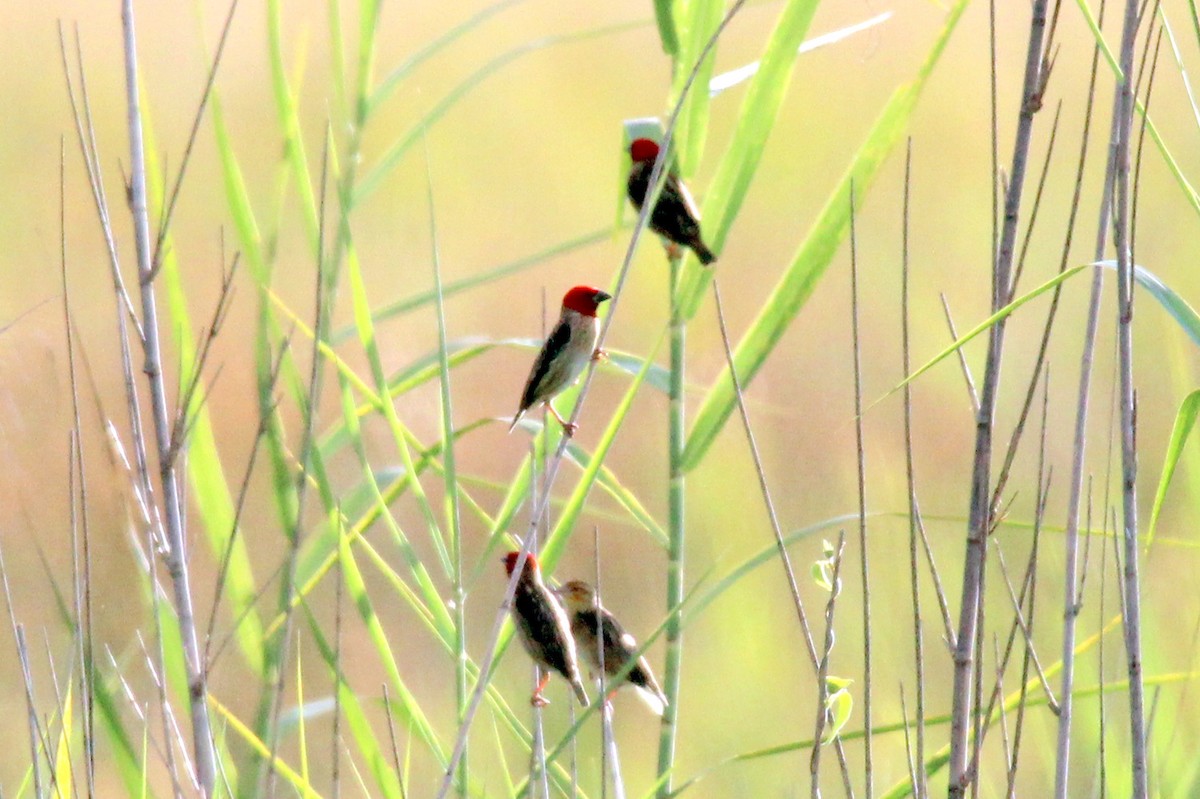 Red-headed Quelea - 少杰 郦