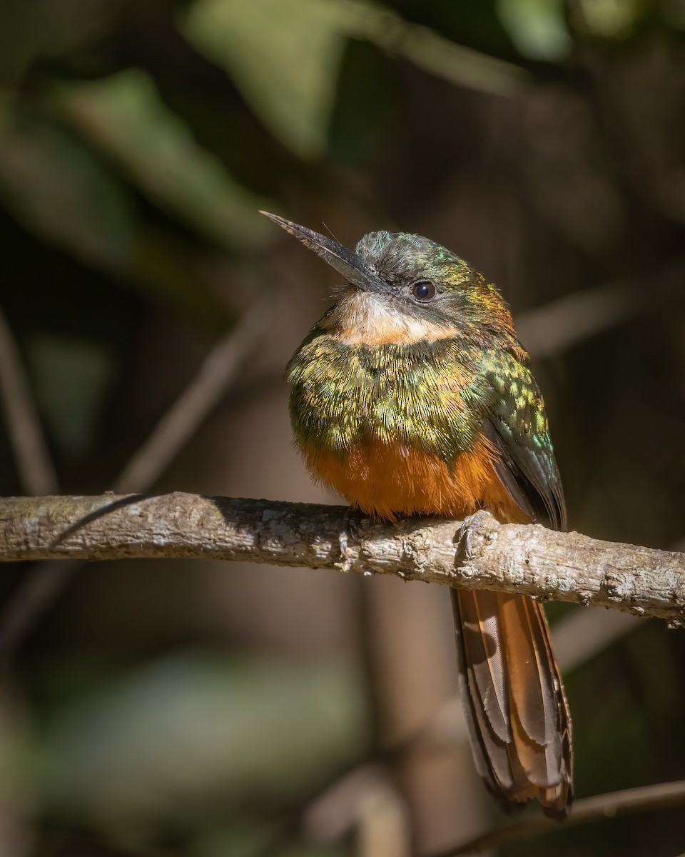 Rufous-tailed Jacamar - Bertrando Campos