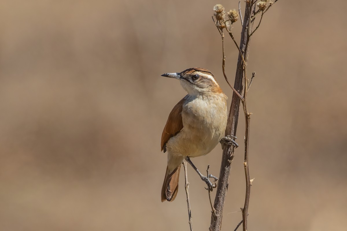 Wing-banded Hornero - ML423548691