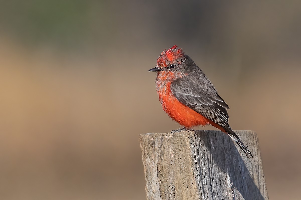 Vermilion Flycatcher - ML423548921