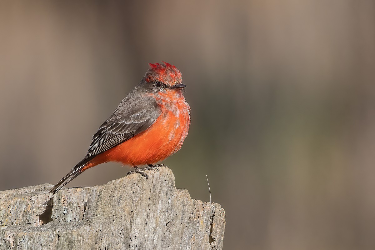 Vermilion Flycatcher - ML423549011