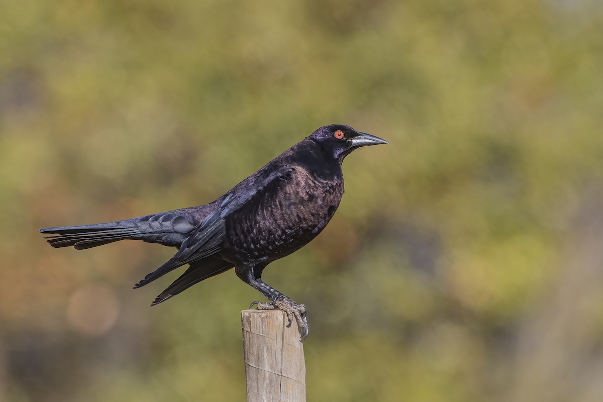 Giant Cowbird - Bertrando Campos