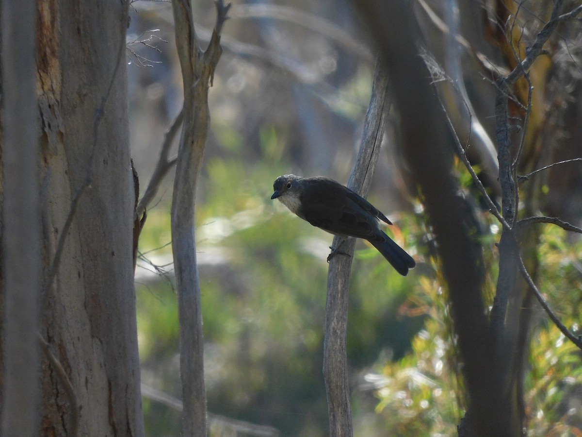 Gray Shrikethrush - George Vaughan