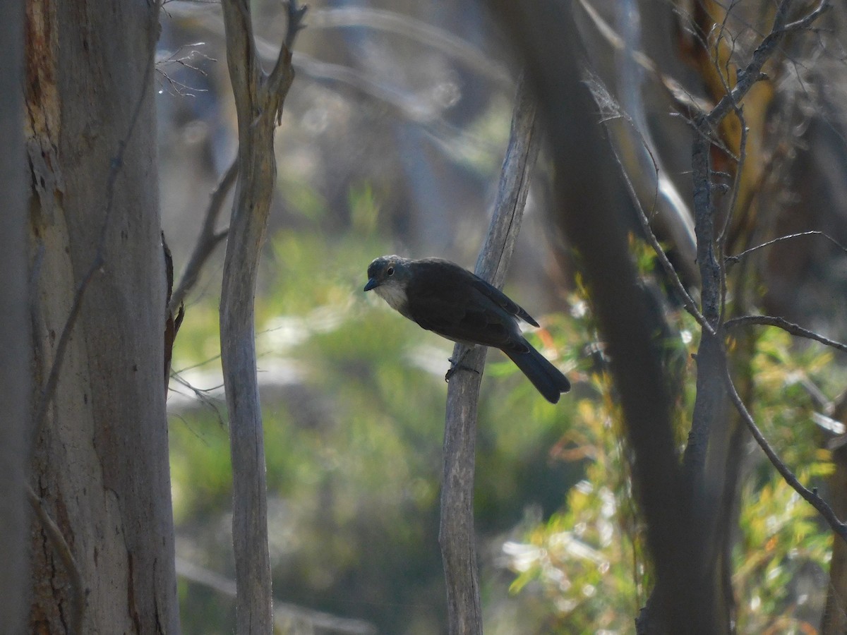 Gray Shrikethrush - George Vaughan