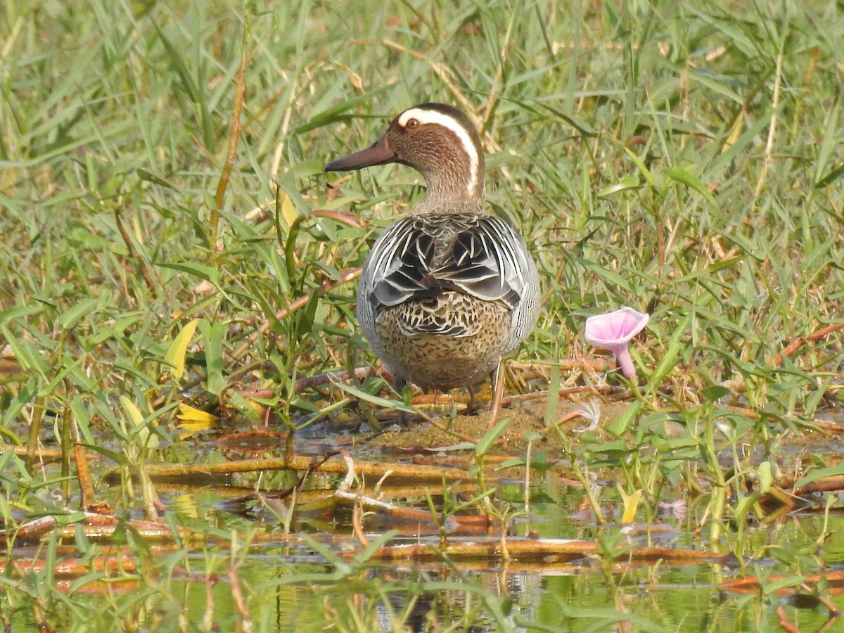 Garganey - ML423552061