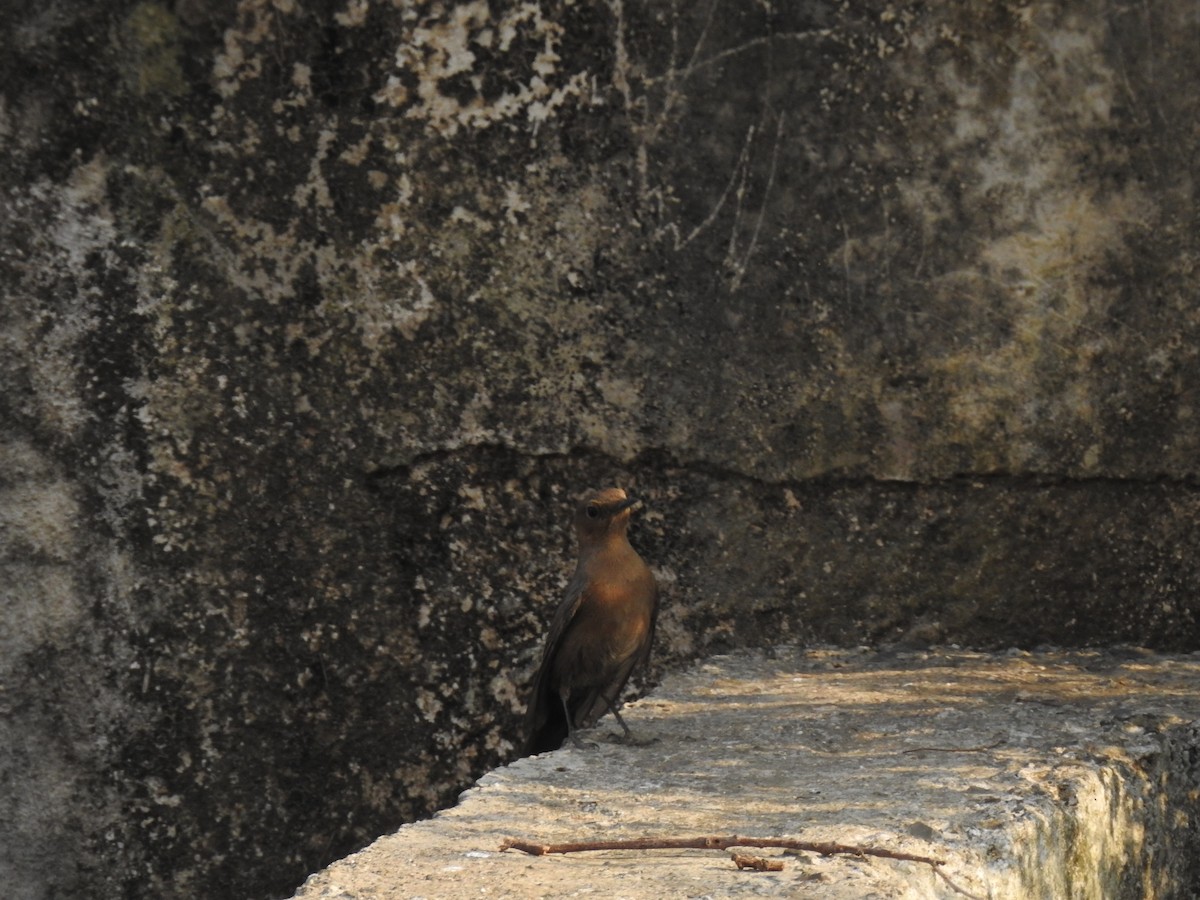 Brown Rock Chat - ML423552401