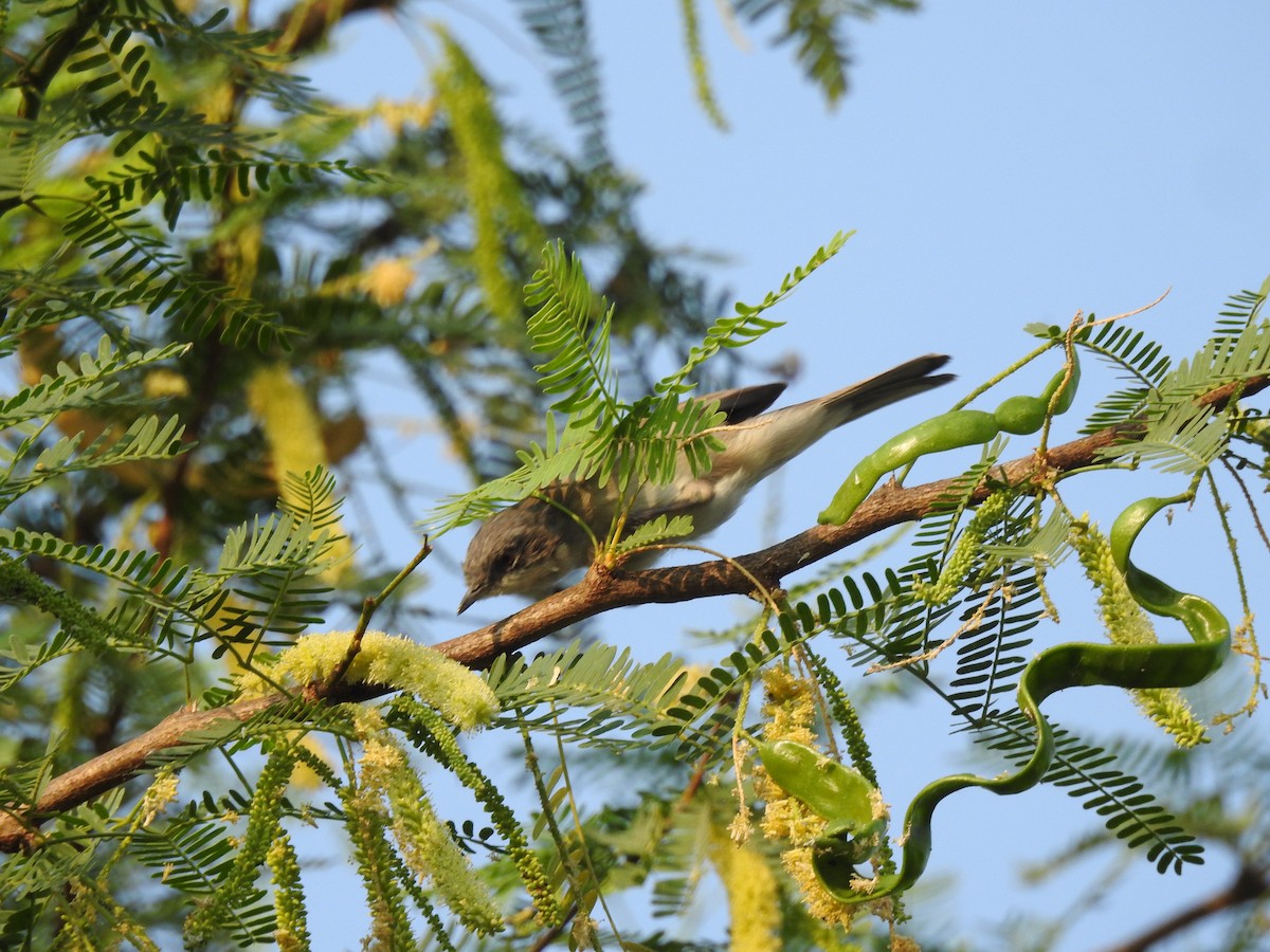 Lesser Whitethroat - Kalyani Kapdi