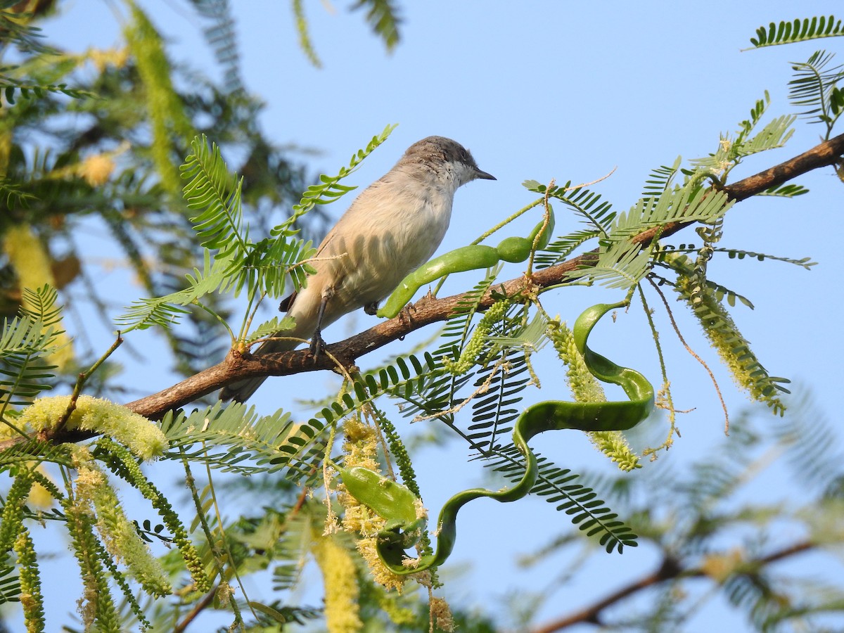 Lesser Whitethroat - Kalyani Kapdi