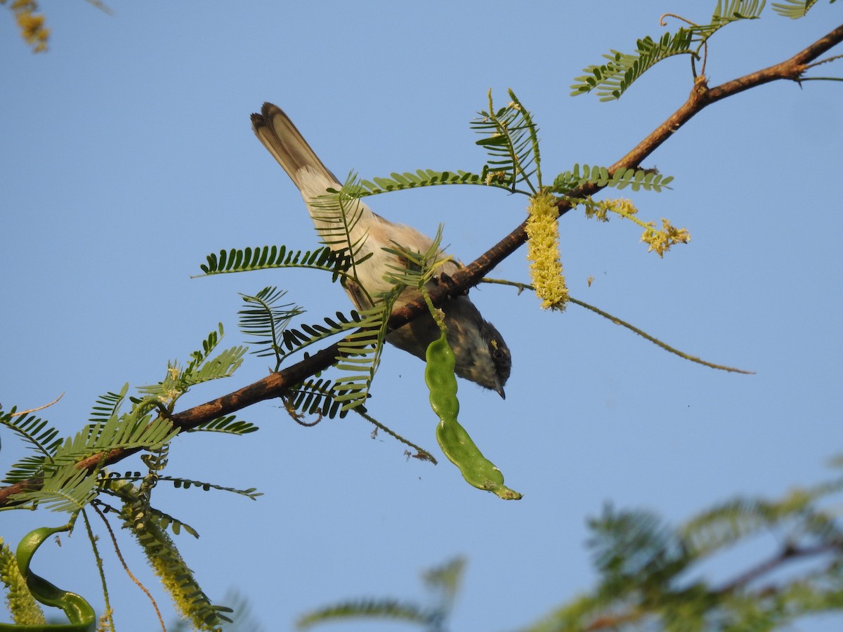 Curruca Zarcerilla - ML423552521