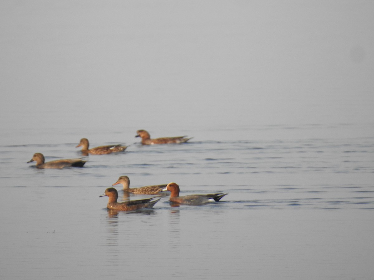 Eurasian Wigeon - ML423552601